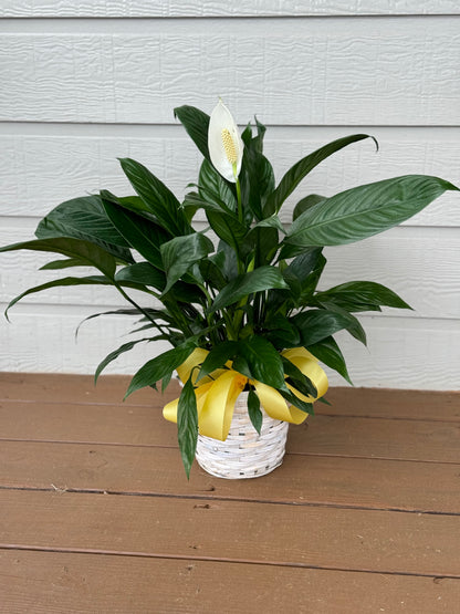 Peace Lily Plant