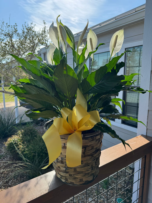 Peace Lily Plant